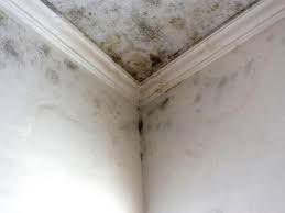 Mold Documentation for Insurance Claims in Belhaven, NC